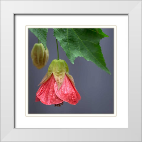 Chinese Lantern III White Modern Wood Framed Art Print with Double Matting by Crane, Rita