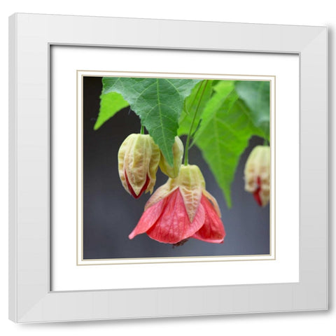 Chinese Lantern IV White Modern Wood Framed Art Print with Double Matting by Crane, Rita