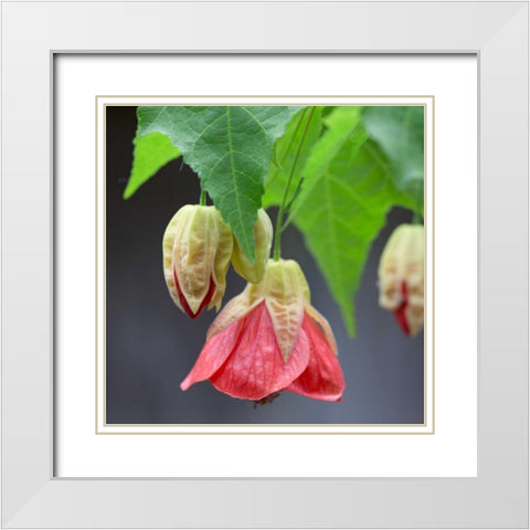 Chinese Lantern IV White Modern Wood Framed Art Print with Double Matting by Crane, Rita