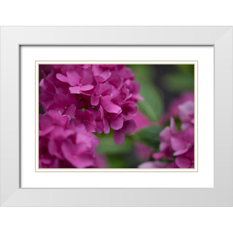 Pink Hydrangeas I White Modern Wood Framed Art Print with Double Matting by Crane, Rita