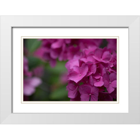 Pink Hydrangeas II White Modern Wood Framed Art Print with Double Matting by Crane, Rita