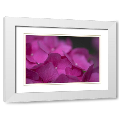 Pink Hydrangeas III White Modern Wood Framed Art Print with Double Matting by Crane, Rita