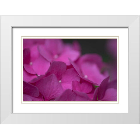Pink Hydrangeas III White Modern Wood Framed Art Print with Double Matting by Crane, Rita