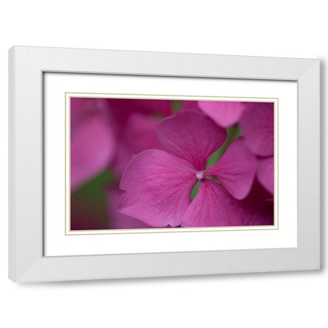 Pink Hydrangeas IV White Modern Wood Framed Art Print with Double Matting by Crane, Rita