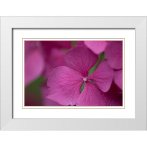 Pink Hydrangeas IV White Modern Wood Framed Art Print with Double Matting by Crane, Rita
