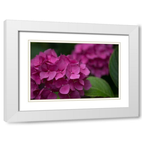 Pink Hydrangeas V White Modern Wood Framed Art Print with Double Matting by Crane, Rita