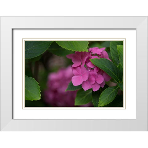 Pink Hydrangeas VI White Modern Wood Framed Art Print with Double Matting by Crane, Rita