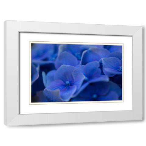 Hydrangea Blues II White Modern Wood Framed Art Print with Double Matting by Crane, Rita