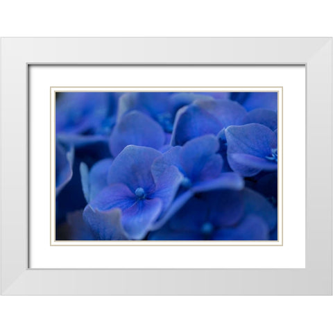 Hydrangea Blues II White Modern Wood Framed Art Print with Double Matting by Crane, Rita