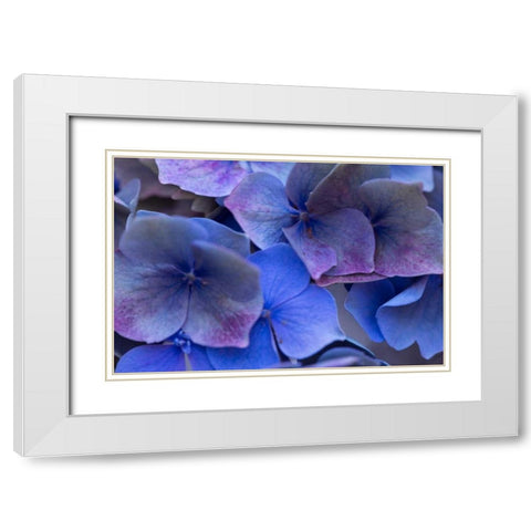 Hydrangea Blues III White Modern Wood Framed Art Print with Double Matting by Crane, Rita