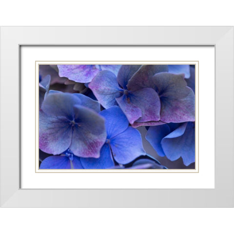 Hydrangea Blues III White Modern Wood Framed Art Print with Double Matting by Crane, Rita