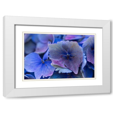 Hydrangea Blue IV White Modern Wood Framed Art Print with Double Matting by Crane, Rita
