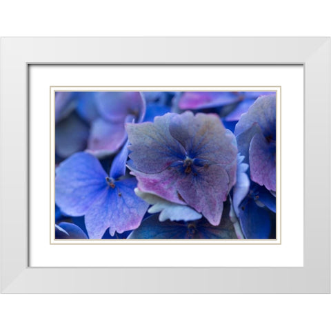 Hydrangea Blue IV White Modern Wood Framed Art Print with Double Matting by Crane, Rita