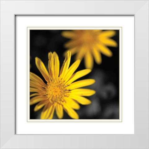 Celebration III White Modern Wood Framed Art Print with Double Matting by Crane, Rita
