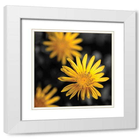 Celebration IV White Modern Wood Framed Art Print with Double Matting by Crane, Rita