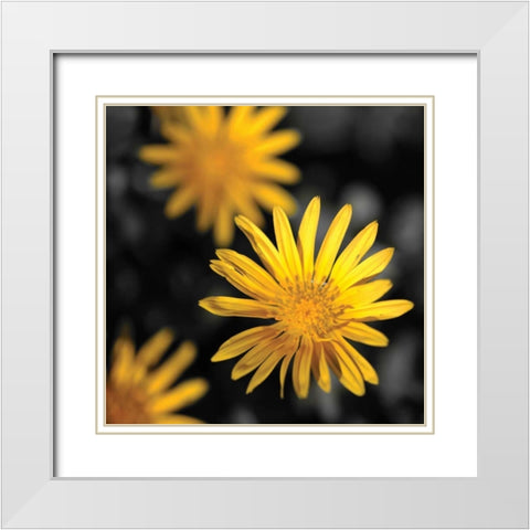 Celebration IV White Modern Wood Framed Art Print with Double Matting by Crane, Rita
