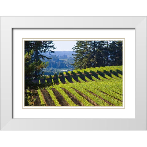 Sunlit Vineyard I White Modern Wood Framed Art Print with Double Matting by Crane, Rita