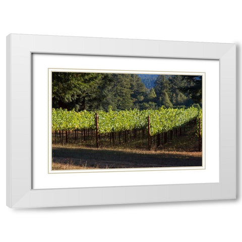 Sunlit Vineyard II White Modern Wood Framed Art Print with Double Matting by Crane, Rita