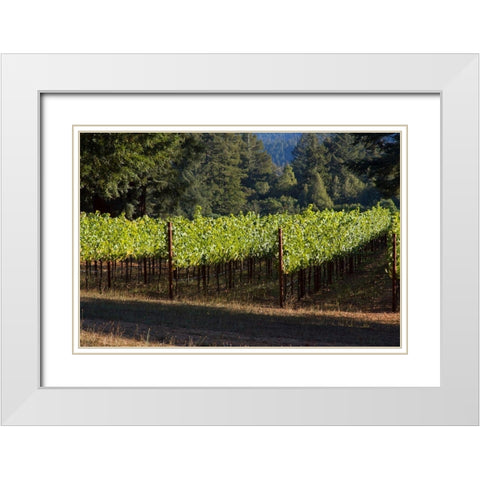 Sunlit Vineyard II White Modern Wood Framed Art Print with Double Matting by Crane, Rita