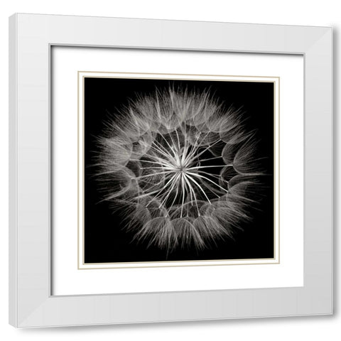 Goats Beard 5 White Modern Wood Framed Art Print with Double Matting by Christensen, Jim