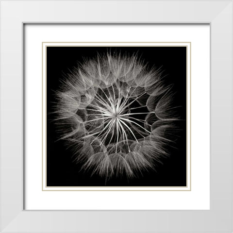 Goats Beard 5 White Modern Wood Framed Art Print with Double Matting by Christensen, Jim