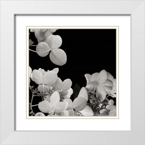 Flower Cluster 1 White Modern Wood Framed Art Print with Double Matting by Christensen, Jim