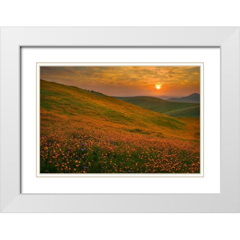 Spring Riot II White Modern Wood Framed Art Print with Double Matting by Geistweite, Mark