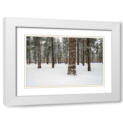Ponderosa Forest White Modern Wood Framed Art Print with Double Matting by Hellmann, Stan