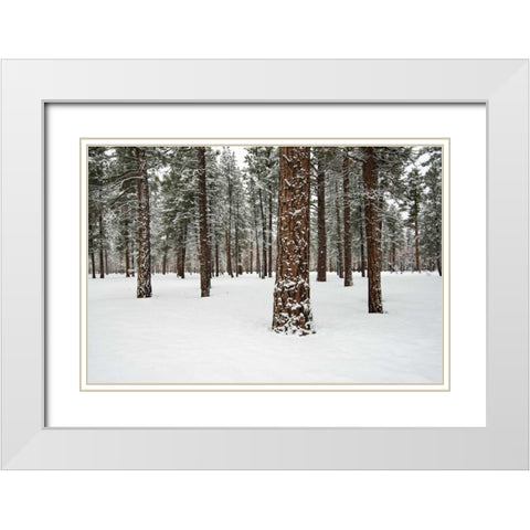 Ponderosa Forest White Modern Wood Framed Art Print with Double Matting by Hellmann, Stan