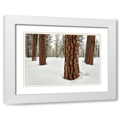 Four Ponderosas White Modern Wood Framed Art Print with Double Matting by Hellmann, Stan