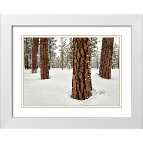 Four Ponderosas White Modern Wood Framed Art Print with Double Matting by Hellmann, Stan