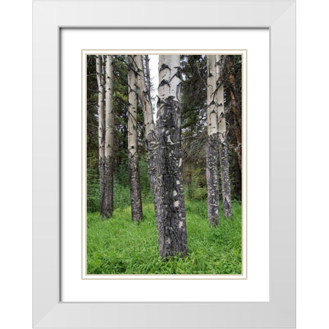 Birch Stand White Modern Wood Framed Art Print with Double Matting by Hellmann, Stan