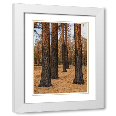 Ponderosa Forest after Fire White Modern Wood Framed Art Print with Double Matting by Hellmann, Stan