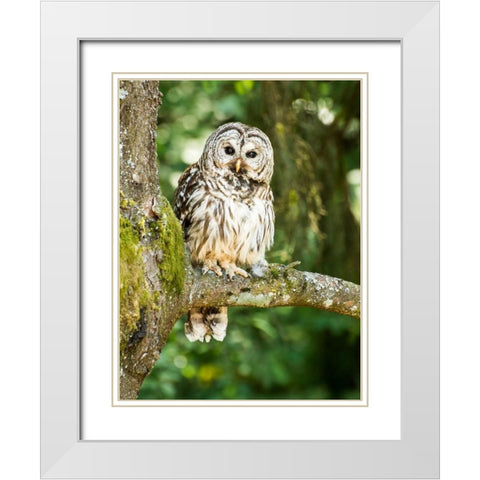 Einstein I White Modern Wood Framed Art Print with Double Matting by Hellmann, Stan