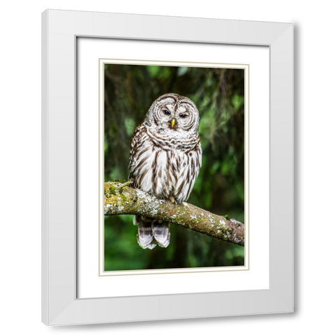 Einstein II White Modern Wood Framed Art Print with Double Matting by Hellmann, Stan