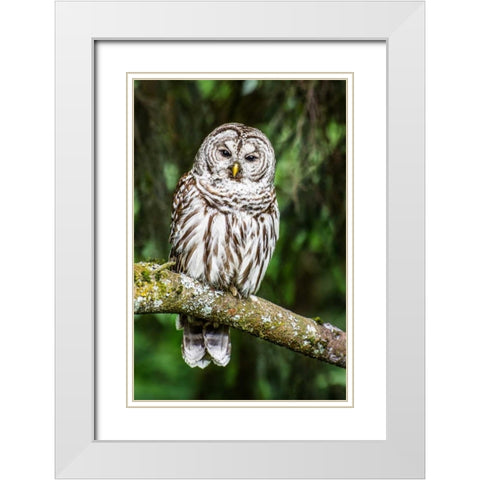 Einstein II White Modern Wood Framed Art Print with Double Matting by Hellmann, Stan