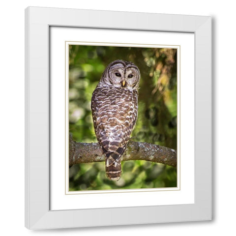 Einstein III White Modern Wood Framed Art Print with Double Matting by Hellmann, Stan