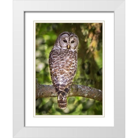 Einstein III White Modern Wood Framed Art Print with Double Matting by Hellmann, Stan