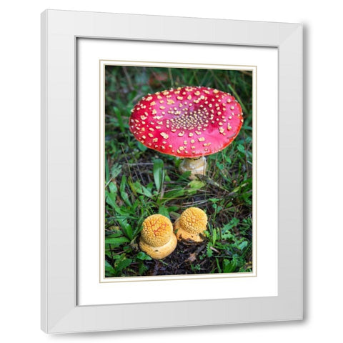 Amanita Muscaria White Modern Wood Framed Art Print with Double Matting by Hellmann, Stan
