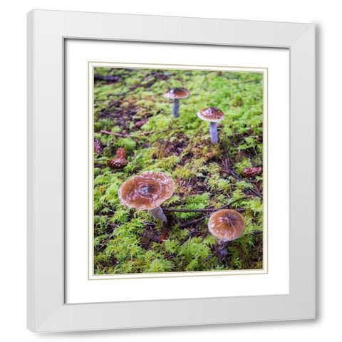 Mushrooms White Modern Wood Framed Art Print with Double Matting by Hellmann, Stan