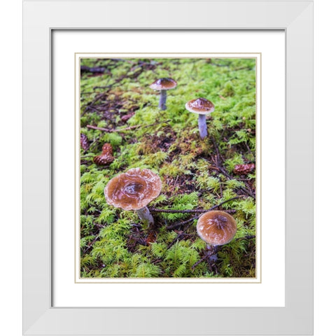 Mushrooms White Modern Wood Framed Art Print with Double Matting by Hellmann, Stan