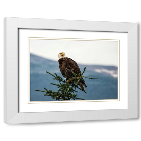 Bald Eagle I White Modern Wood Framed Art Print with Double Matting by Hellmann, Stan