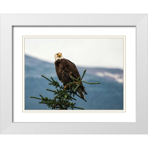 Bald Eagle I White Modern Wood Framed Art Print with Double Matting by Hellmann, Stan