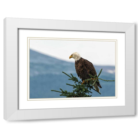Bald Eagle II White Modern Wood Framed Art Print with Double Matting by Hellmann, Stan