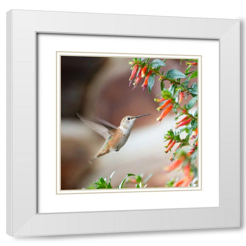 Hummingbird White Modern Wood Framed Art Print with Double Matting by Hellmann, Stan