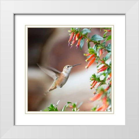 Hummingbird White Modern Wood Framed Art Print with Double Matting by Hellmann, Stan