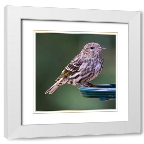 Pine Siskin White Modern Wood Framed Art Print with Double Matting by Hellmann, Stan