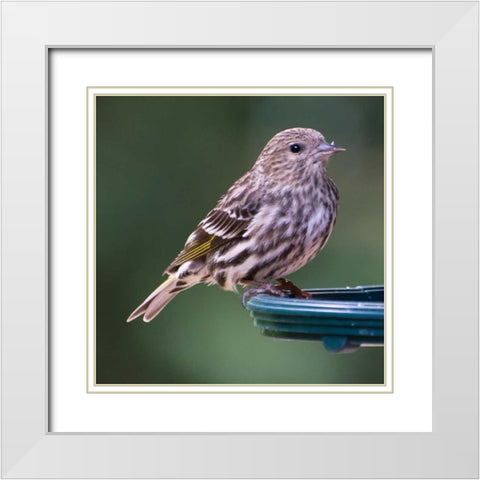 Pine Siskin White Modern Wood Framed Art Print with Double Matting by Hellmann, Stan