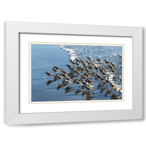 Sandpipers at Kalaloch White Modern Wood Framed Art Print with Double Matting by Hellmann, Stan