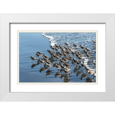 Sandpipers at Kalaloch White Modern Wood Framed Art Print with Double Matting by Hellmann, Stan